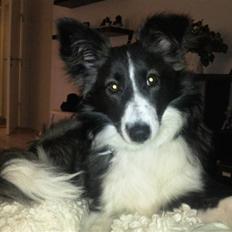 Blanding af racer Tiko