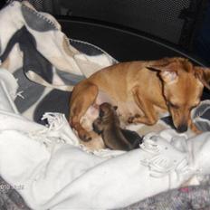 Prazsky krysarik vera