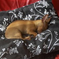 Prazsky krysarik trille