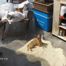 Prazsky krysarik trille