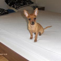 Prazsky krysarik trille