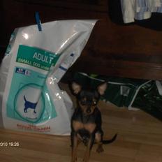 Prazsky krysarik ozzy