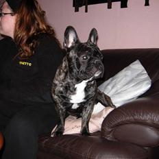 Fransk bulldog Kejser