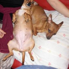 Prazsky krysarik vera