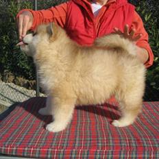 Alaskan malamute Martha