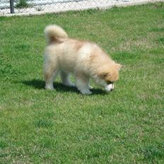 Alaskan malamute Martha
