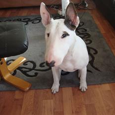 Bullterrier Diva