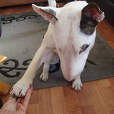 Bullterrier Diva