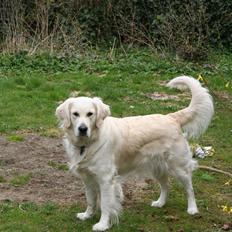 Golden retriever Wudditot (Frida)