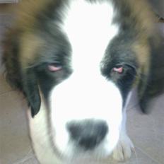 Sankt bernhardshund Kenzo