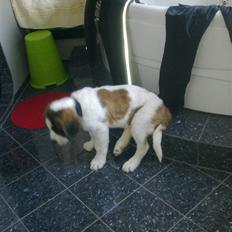 Sankt bernhardshund Kenzo