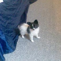 Papillon elvis