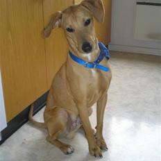 Blanding af racer Viktor