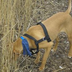 Blanding af racer Viktor