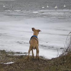 Blanding af racer Viktor