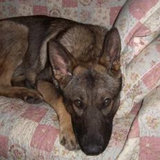Schæferhund Nederholms Jasko (Sov sødt min dreng) <3