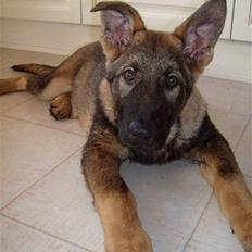 Schæferhund Nederholms Jasko (Sov sødt min dreng) <3