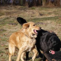 Nova scotia duck tolling retriever /Golden retriever Alma