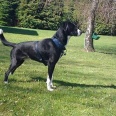 Blanding af racer Boots