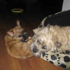 Cairn terrier Soffi