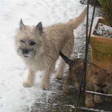 Cairn terrier Soffi