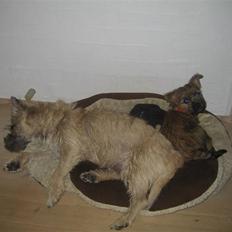 Cairn terrier Soffi