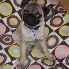 Mops Malde