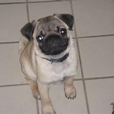 Mops Malde