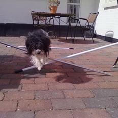 Bichon havanais Chica