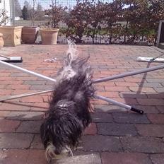 Bichon havanais Chica