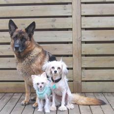 Chinese crested hårløs Faxi