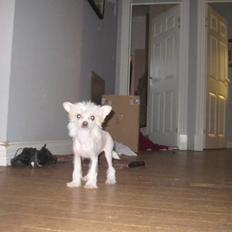 Chinese crested hårløs Faxi