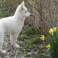 Hvid Schweizisk Hyrdehund Mimmie