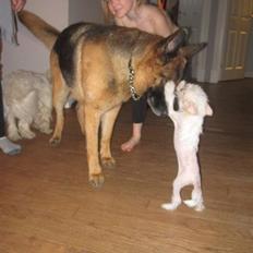 Chinese crested hårløs Faxi