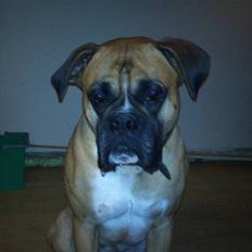 Boxer Buffi