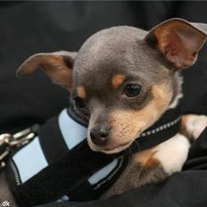 Chihuahua Valentine Chaser **Fået nyt hjem**