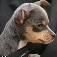 Chihuahua Valentine Chaser **Fået nyt hjem**