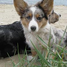 Welsh corgi cardigan Smartie`s Fina Fleur