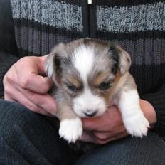 Welsh corgi cardigan Smartie`s Fina Fleur