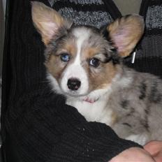 Welsh corgi cardigan Smartie`s Fina Fleur