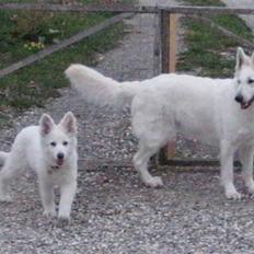 Hvid Schweizisk Hyrdehund Mimmie