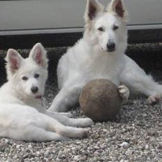 Hvid Schweizisk Hyrdehund Mimmie