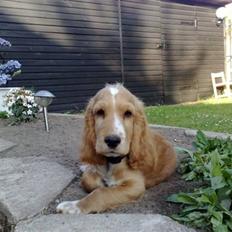 Cocker spaniel Preben (stift)