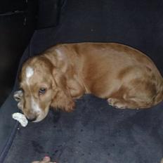 Cocker spaniel Preben (stift)