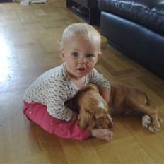 Cocker spaniel Preben (stift)