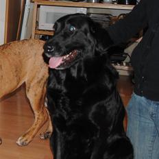 Blanding af racer Dina