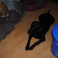 Blanding af racer Dina