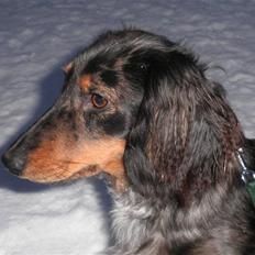 Dværggravhund Tammie (Merle)