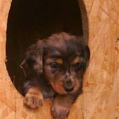 Dværggravhund Tammie (Merle)