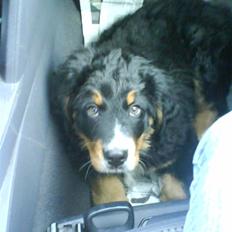 Berner sennenhund Kento 
